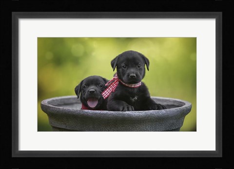 Framed Black Lab Pups 9 Print