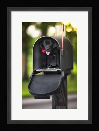 Framed Black Lab Special Delivery Print