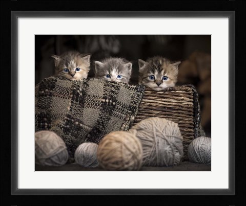 Framed Kittens In A Basket Print