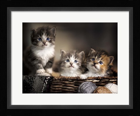 Framed Three Kittens Print