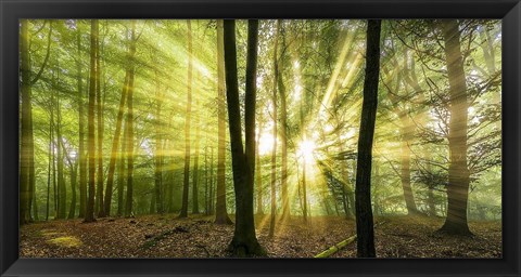 Framed Nebelstimmung mit Sonne im Wald Print