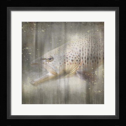 Framed Antique Wildlife Brown Trout Print