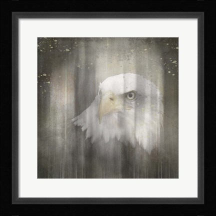 Framed Antique Wildlife Eagle Print