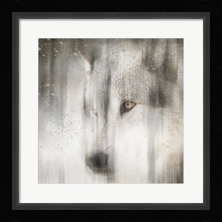 Framed Antique Wildlife Wolf Print