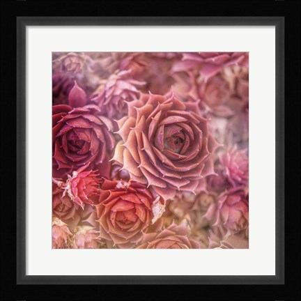 Framed Succulents 06 Print