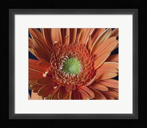 Framed Gerber Daisy Close-Up Print