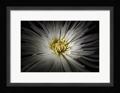 Framed Mum Burst Print