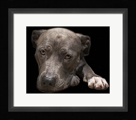 Framed Pit Bull Terrier Print