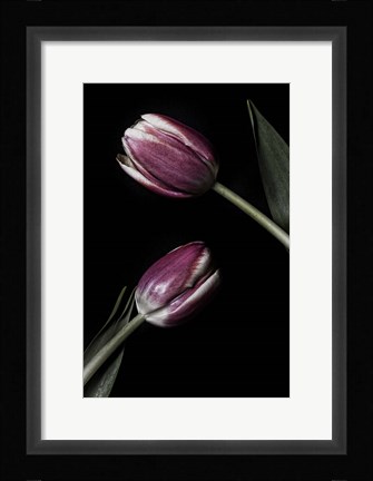 Framed Two Tulips Print