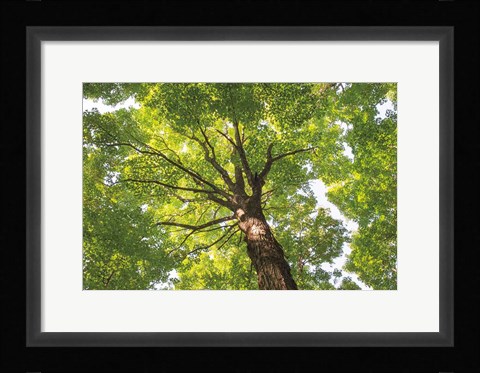 Framed Hardwood Forest Canopy V Print