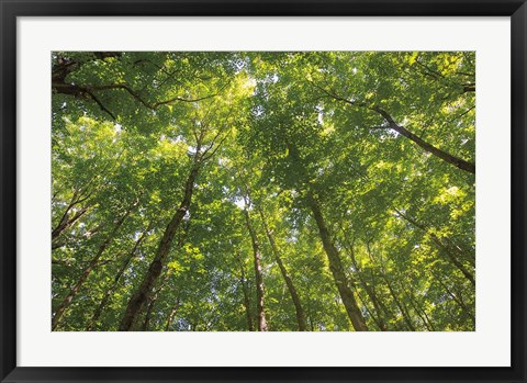 Framed Hardwood Forest Canopy IV Print