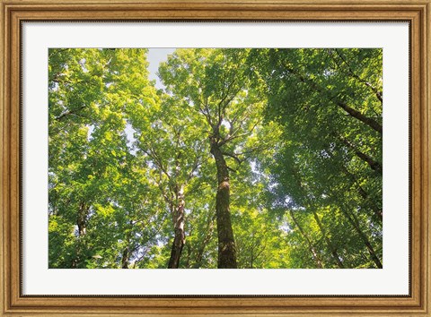 Framed Hardwood Forest Canopy III Print