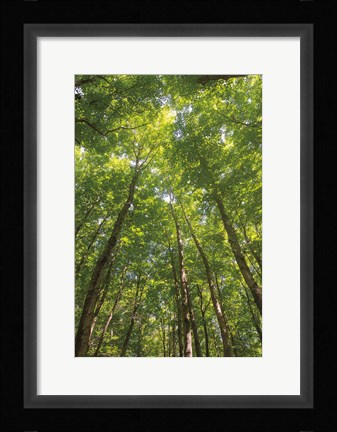 Framed Hardwood Forest Canopy II Print