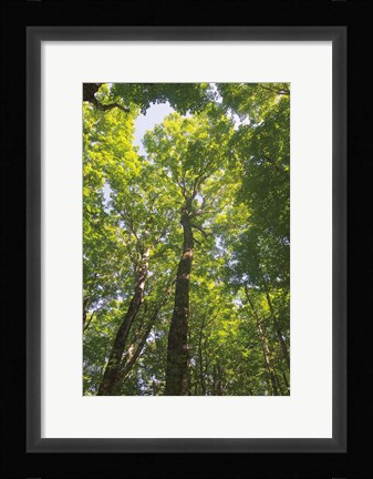 Framed Hardwood Forest Canopy I Print