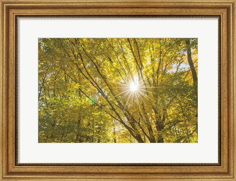 Framed Autumn Foliage Sunburst V Print