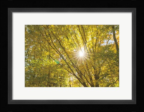Framed Autumn Foliage Sunburst V Print