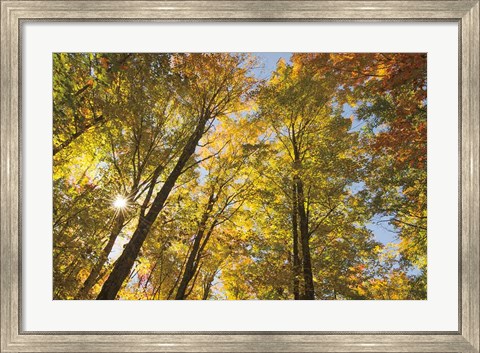 Framed Autumn Foliage Sunburst IV Print
