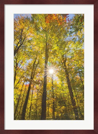 Framed Autumn Foliage Sunburst III Print