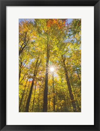 Framed Autumn Foliage Sunburst III Print