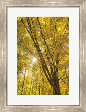 Framed Autumn Foliage Sunburst II Print