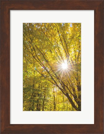 Framed Autumn Foliage Sunburst I Print