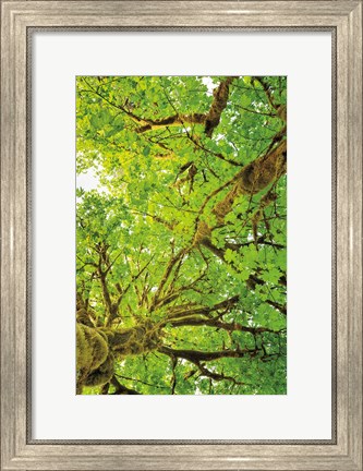 Framed Big Leaf Maple Trees V Print