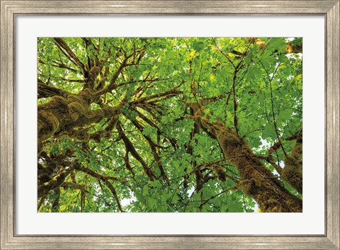 Framed Big Leaf Maple Trees III Print