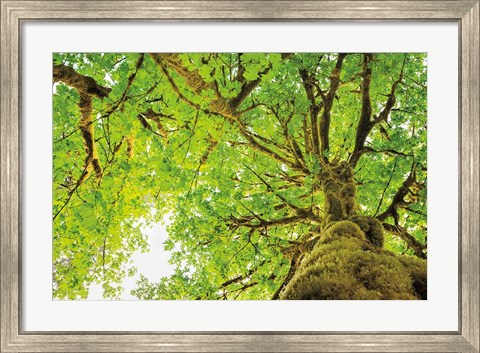 Framed Big Leaf Maple Trees II Print