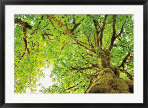 Framed Big Leaf Maple Trees II Print