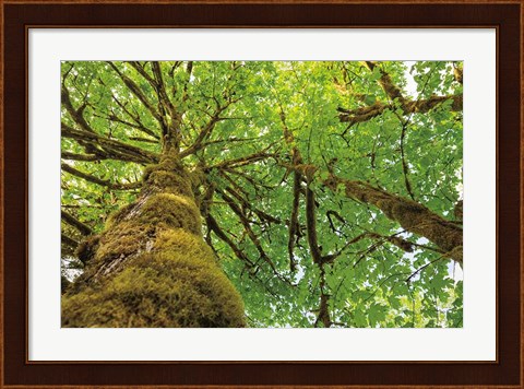 Framed Big Leaf Maple Trees I Print