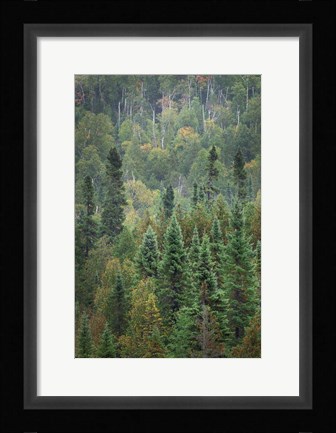 Framed Superior National Forest IV Print