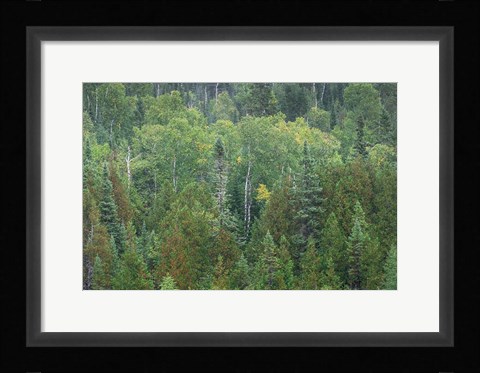 Framed Superior National Forest III Print