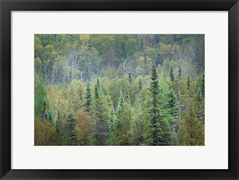 Framed Superior National Forest II Print
