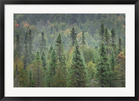 Framed Superior National Forest I Print