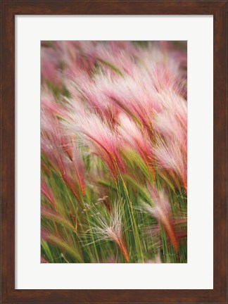 Framed Foxtail Barley V Print