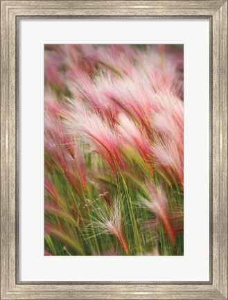 Framed Foxtail Barley V Print
