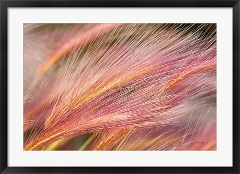 Framed Foxtail Barley III Print