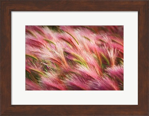 Framed Foxtail Barley II Print