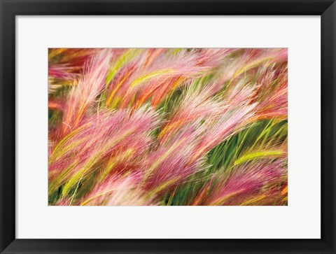 Framed Foxtail Barley I Print
