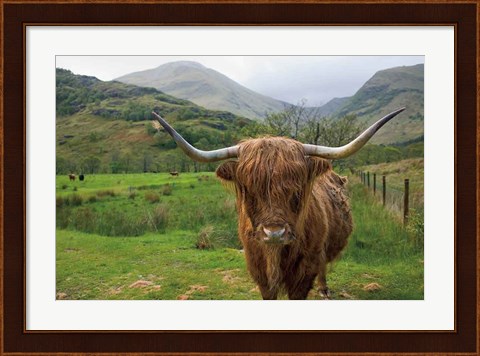 Framed Scottish Highland Cattle III Print