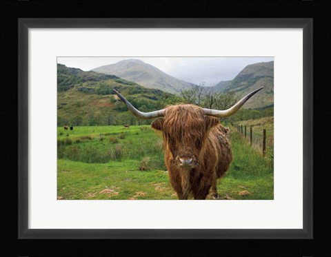 Framed Scottish Highland Cattle III Print