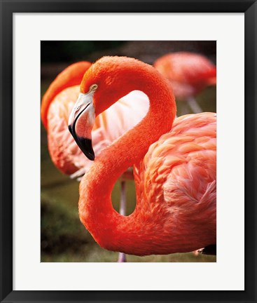 Framed Flamingo III Print