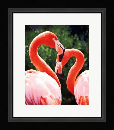Framed Flamingo II Print