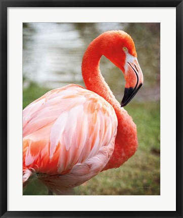 Framed Flamingo I Print