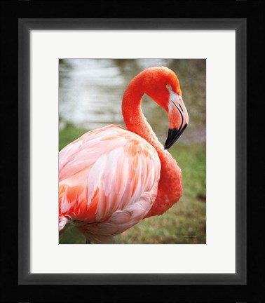 Framed Flamingo I Print