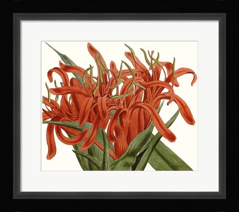 Framed Striking Coral Botanicals I Print