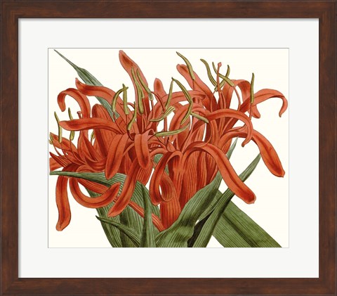 Framed Striking Coral Botanicals I Print
