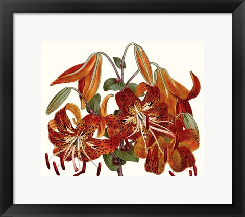 Framed Striking Coral Botanicals II Print