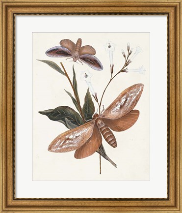 Framed Butterflies &amp; Moths II Print