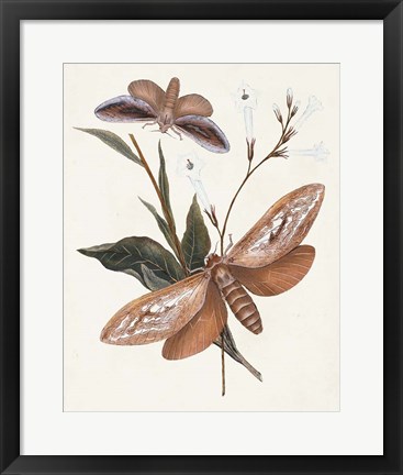 Framed Butterflies &amp; Moths II Print
